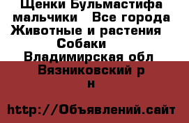 Щенки Бульмастифа мальчики - Все города Животные и растения » Собаки   . Владимирская обл.,Вязниковский р-н